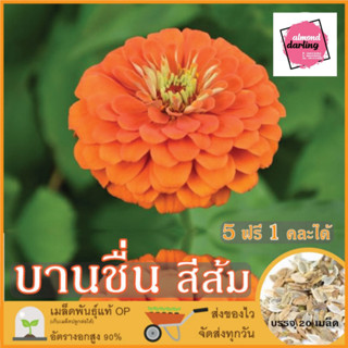 ซื้อ5 แถม1 เมล็ดพันธุ์ ดอกบานชื่น สีส้ม 20 เมล็ด (Orange Zinnia Flower Seed) เมล็ดพันธุ์แท้ ปลูกง่าย อัตรางอกสูง เก็บเมล