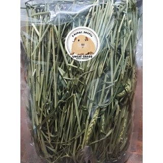 🌾วีทกราส Wheat grass ต้นข้าวสาลีอบแห้ง เขียว หอม กรอบ สำหรับสัตว์ฟันแทะ