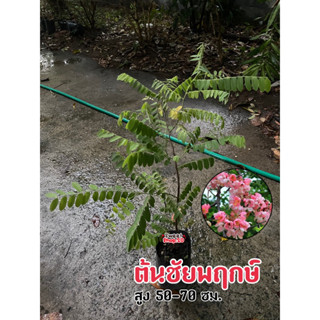 ต้นชัยพฤกษ์ เป็นไม้มงคลที่เป็นสัญลักษณ์แห่งชัยชนะและอิสรภาพ
