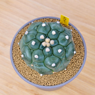 Astrophytum Asterias Kikko - แอสโตรไฟตัม แอสทีเรียส กิ๊กโก๊ะ