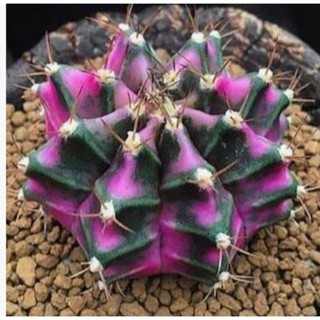 Pink​ diamond​ในกระถาง2นิ้ว