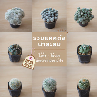 รวมแคคตัสน่าสะสม 🌵🌸 ไม้สวยๆ ไม้สุขภาพดี ส่งตรงจากสวน ตรงปกแน่นอน 💕