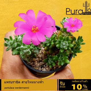 ต้นไม้อวบน้ำ กุหลาบหิน แพรบราซิล สายไหมนางฟ้า portulaca werdermannii #ต้นกุหลาบหิน #สีชมพู