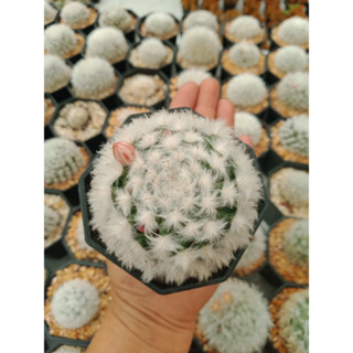 กระบองเพชร/แมมขนแกะ,แมมขนแกะ Mammillaria bocana v.Multilanata