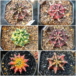 ยิมโนด่าง ไม้ชำหน่อจากแม่ไม้เมล็ด (Gymnocalycium)