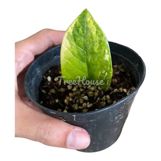 กวักมรกตด่าง (มีหัวทุกต้น) กระถาง 4 นิ้ว (Zamioculcas zamiifolia variegated) สุ่มต้น (คัดด่างสวย) 1 ใบ