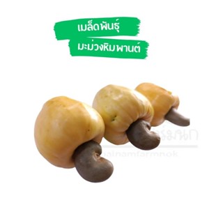 เมล็ดมะม่วงหิมพานต์ ผลสีเหลือง ชุด20 เมล็ด