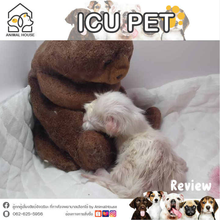 ตู้กกลูกนก ตู้ฟักไข่ ตู้สำหรับสัตว์เลี้ยง Exotic ด้วยระบบควบคุมอัตโนมัติ Size:M - รูปที่ 5