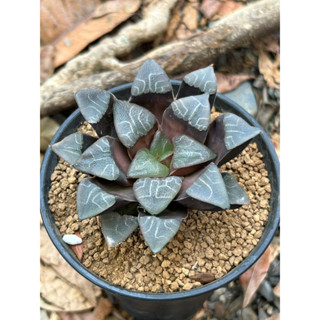 ไม้อวบน้ำ Haworthia Correcta Cobwebbing ไม้มาใหม่ ฟอร์มสวยค่ะ (ฮาโวเทีย, แคคตัส, ไม้อวบน้ำ, กระบองเพชร)