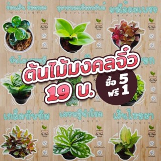 ต้นไม้มงคลจิ๋ว 5 ฟรี 1 🌿 สวยแข็งแรงคัดคุณภาพ 💚 กดเลือก 6 ต้นได้เลยจ้า