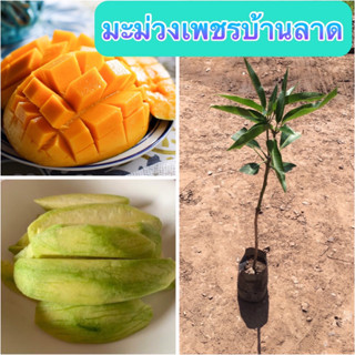 🍑มะม่วงเพชรบ้านลาด🍑 🎋ต้นเสียบยอด                                                 ต้นประมาณ 45-55 เซนติเมตร