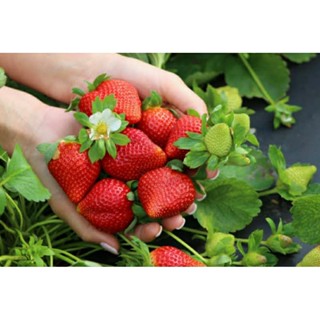 เมล็ดพันธุ์สตรอว์เบอร์รี่ยักษ์ ฟลอริด้า(Florida Giant Strawberry Seed)บรรจุ 50 เมล็ด คุณภาพดี ของแท้ ราคาถูก  นำเข้า