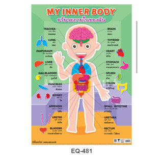 อวัยวะภายในของฉัน EQ 481 โปสเตอร์สื่อการสอน  2 ภาษา หุ้มพลาสติก ขนาด 50 * 70 cm