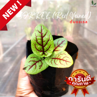 ต้นกล้าซอเรล ออร์แกนิค Organic Sorrel (Red Veined)  ซอเรล ในถุงดำ 5 นิ้ว รากแข็งแรง ต้นแข็งแรง พร้อมปลูก เด็ดใบทานได้