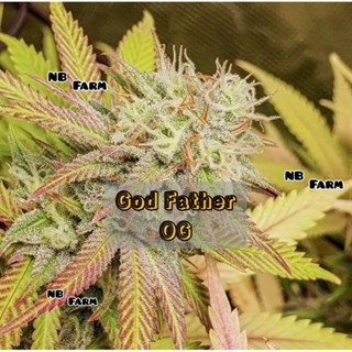 เมล็ดค่ายแท้บรีดไทย God Father OG Thc:สูง 34% ♀️คัดเพศเมีย