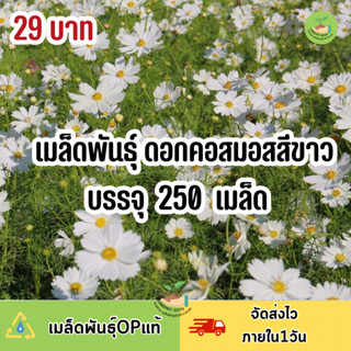 ถูกสุดคุ้ม เม็ดพันธุ์ ดอกคอสมอสสีขาวล้วนไม่มีสีอื่นผสมบรรจุ 250 เมล็ด