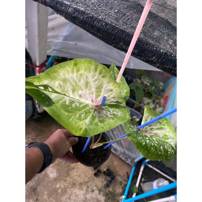 ต้นบอนสีอสงไขย ต้นใหญ่
