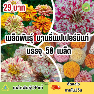 ถูกสุดคุ้ม เมล็ดพันธุ์ ดอกบานชื่น เปเปอร์มินท์