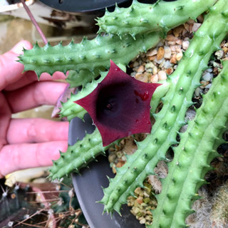 กิ่งเก๋งจีน Huernia keniensis 🌵