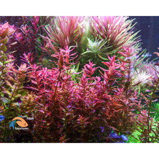 ต้นไม้น้ำ โรทาล่ามินิบัตเตอร์ฟาย Rotala macrandra mini butterfly