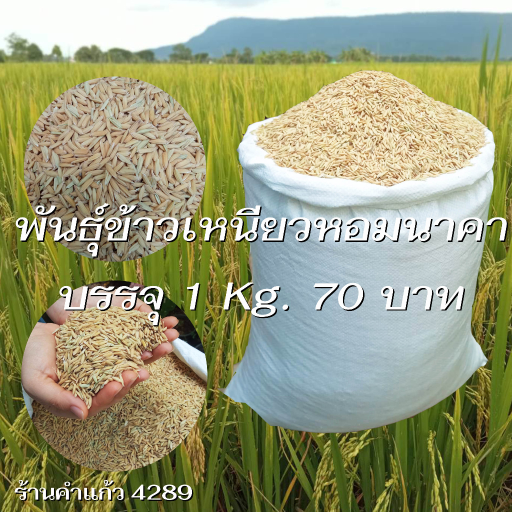 เมล็ดพันธุ์ข้าวเหนียวหอมนาคา บรรจุ 1 Kg. พันธุ์ข้าวเหนียวอย่างดี ปลูกเองขายเองโดยวิธีธรรมชาติ ปลูกได