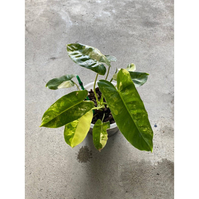 philodendron burle marx variegated | เบอร์เบิลมาร์ค