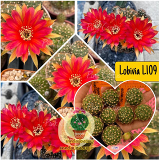 หน่อเด็ดสด 8 หน่อ 20 บาท แคคตัส/กระบองเพชร Cactus Lobivia โลบิเวีย L109