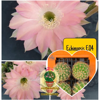 จัดชุด 10 หน่อ 20 บาท หน่อเด็ดสด แคคตัส/กระบองเพชร Cactus อิชอนอป Echinopsis E04