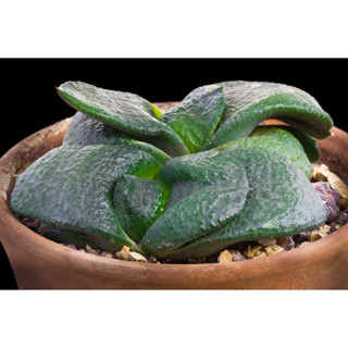 Gasteria armstrongii แกสทอเรีย อาร์มสตรองจี