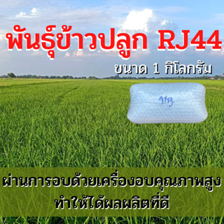 ข้าวปลูก RJ44 พันธุ์ข้าวปลูก RJ44 ชนะเลิศประกวดข้าวพันธุ์ใหม่เพื่อการพาณิชย์ พันธุ์นี้ได้ผลผลิตสูงมาก ขนาด 1 กิโลกรัม