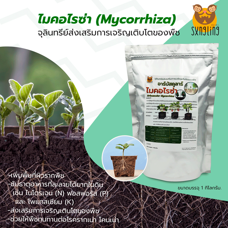 จุลินทรีย์ส่งเสริมการเจริญเติบโตของพืช ราอาร์บัสคูลาร์ ไมคอไรซา (Arbuscular Mycorrhiza) 1 กก