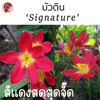 บัวดินพันธุ์ ซิกเนเจอร์ (Signature) รูปจากดอกจริง