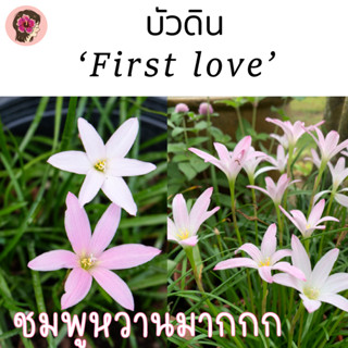 บัวดิน เฟิร์สเลิฟ (First love) หรือรักแรก รูปจากต้นจริงจากสวน