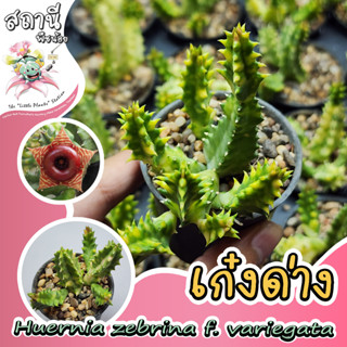 เก่งด่าง เก๋งจีนด่าง Huernia zebrina f. variegata กระบองเพชร ไม้อวบน้ำ succulent แคคตัส cactus