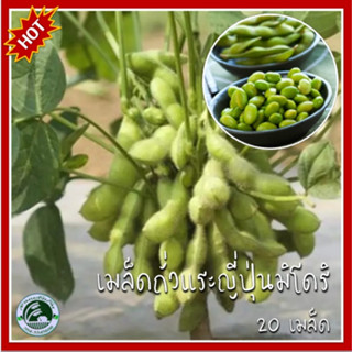 20 เมล็ด ถั่วแระญี่ปุ่นมิโดริ Midori Giant Edamame เมล็ดถั่วแระญี่ปุ่น เมล็ดถั่วแระ เมล็ดพันธุ์ถั่วแระ ถั่่วแระญี่ปุ่น