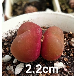 Lithops มูก้าต้นแฝด/ต้นเดียวขนาด1-2cmราคาพิเศษปลูกมีรากแล้วส่งทั้งกระต้นจริงสีจริงตามรูปบอกขนาดต้นไว้ในรูปขอรูปเพิ่มได้