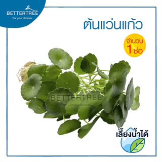 ต้นแว่นแก้ว (จำนวน 1 ช่อ ) สามารถเลี้ยงน้ำได้ ไม้น้ำ ต้นไม้