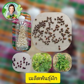 🌱🌱🌱🌱🌱 เมล็ดพันธุ์ผัก 🌱🌱🌱🌱🌱