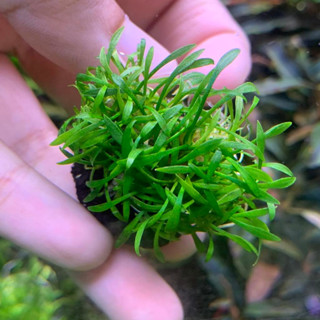 วาบิคริปพาว่า  cryptocoryne parva พร้อมปลูก ต้นไม้น้ำโตช้า