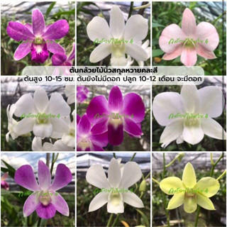 ต้นกล้วยไม้นิ้ว สกุลหวาย มิกซ์คละสี (Dendrobium Mix Plant) สูง 10-15 ซม.เลี้ยง 10-12 เดือน จึงจะมีดอก