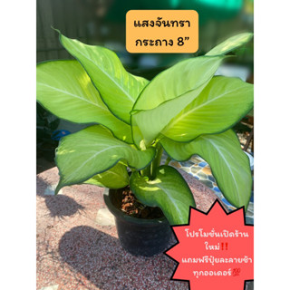 ต้นแสงจันทรา เศรษฐีแสงจันทร์ ไม้มงคลฟอร์มสวย กระถาง8"