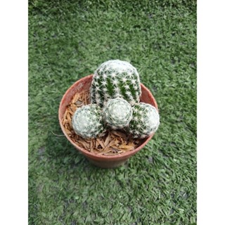 แมมฯลูกกอล์ฟ [ Mammillaria humboldtii ] ในกระถาง1นิ้วครึ่ง