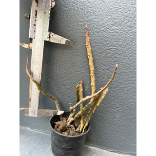 Dead plant ยูโฟรเบีย ขากบ