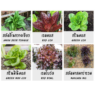 เมล็ดพันธุ์ผักสลัด 300-500 เมล็ด งอกดี เมล็ดออแกนิค