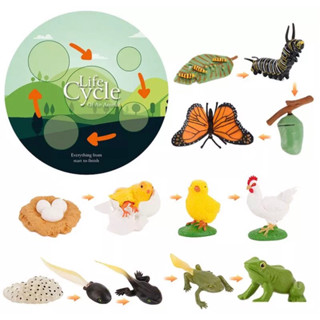 animal life cycle โมเดลวงจรสิ่งมีชีวิต วงจรชีวิตสัตว์ sensory play montessori