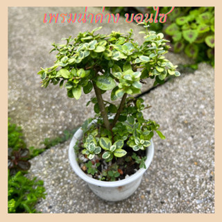 เพรมน่าด่าง บอนไซ[Premna variegated] บอนไซจิ๋ว กระถางญาญ่า 3 เพรมน่าไต้หวันใบด่าง