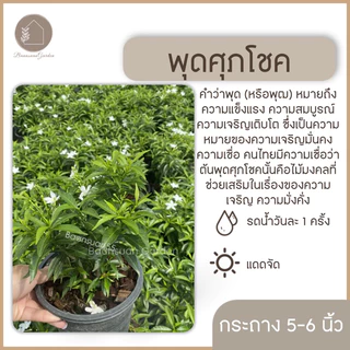 ต้นพุดศุภโชค ดอกสีขาว ไม้ประดับ กระถาง 5-6 นิ้ว