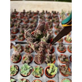 Crassula socialis Variegata