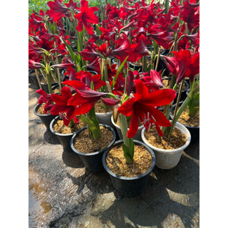 ว่านสี่ทิศ (Amaryllis) จัดเป็นไม้ดอกประดับชนิดหนึ่งที่นิยมปลูกกันทั่วโลก เนื่องจากให้ดอกใหญ่ และที่มีหลากสีสวยงาม