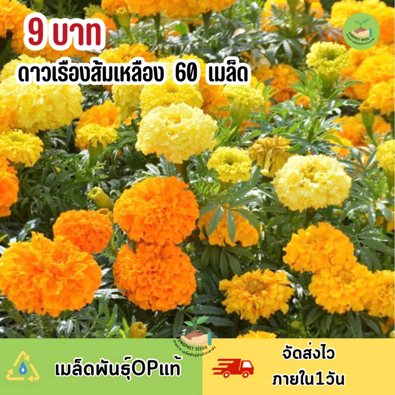 พิเศษ 9 บาท ‼️ เมล็ดพันธุ์ ดอกดาวเรือง ส้ม กับ เหลือง บรรจุ 60 เมล็ด หลากสี